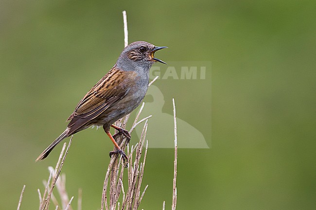Heggenmus; Dunnock stock-image by Agami/Daniele Occhiato,