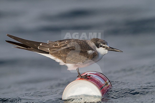 Bridled Tern - Zügelseeschwalbe - Onychoprion anaethetus ssp. antarcticus, Oman, 1st cy. stock-image by Agami/Ralph Martin,