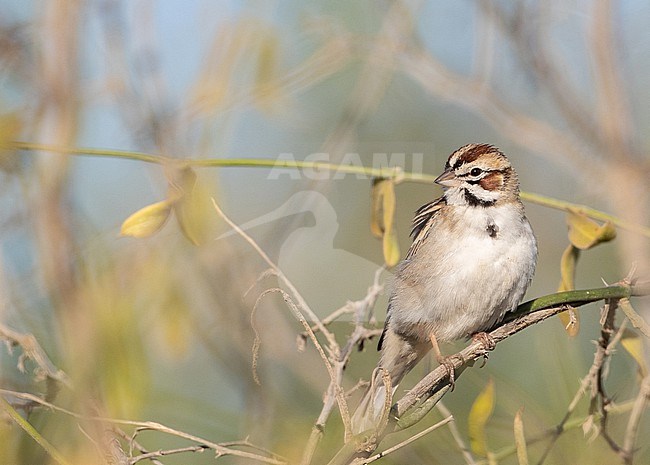 Lark sparrow (Chondestes grammacus) perched on a branch stock-image by Agami/Ian Davies,