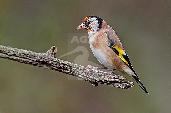 European Goldfinch, Putter stock-image by Agami/Alain Ghignone,