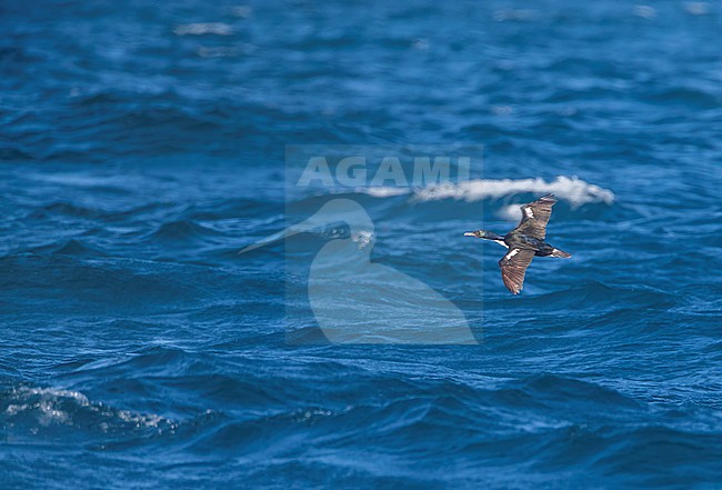 Otago Shag (Leucocarbo chalconotus stewarti) at Steward Island, New Zealand. Also known as Bronze shag. This subspecies was split as Foveaux Shag (Leucocarbo stewarti). stock-image by Agami/Marc Guyt,