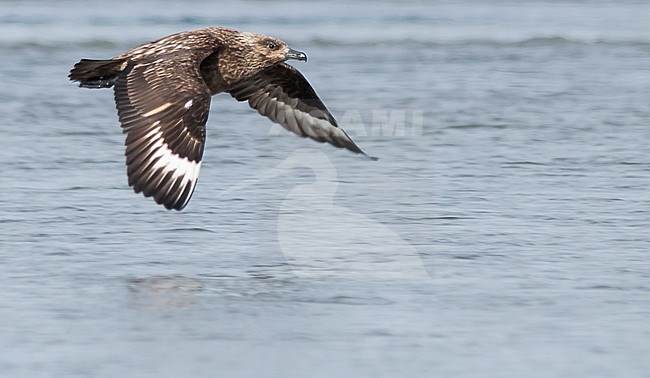 Great Skua - Skua - Catharacta skua, Iceland, adult stock-image by Agami/Ralph Martin,
