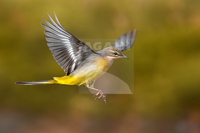Grey Wagtail (Motacilla cinerea) in Italy. stock-image by Agami/Daniele Occhiato,