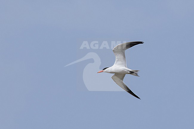 adult caspian tern (hydroprogne caspia caspia) in breeding plumage in flight, found at Buir Lake (Buir Nuur) in Dornod Aimag in Mongolia stock-image by Agami/Mathias Putze,