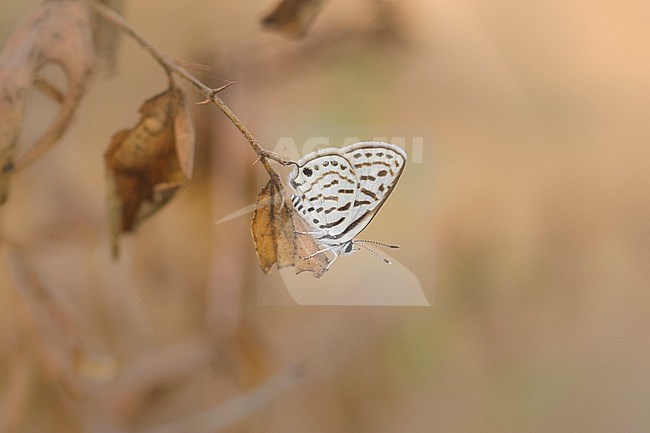 Ungemach's Pierrot, Tarucus ungemachi stock-image by Agami/Arie Ouwerkerk,