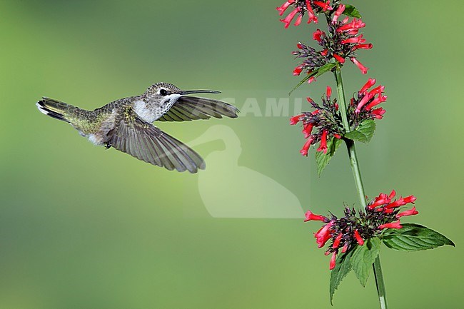 Immature male Black-chinned Hummingbird (Archilochus alexandri) flying in front of red flowers in Brewster County, Texas, USA. stock-image by Agami/Brian E Small,