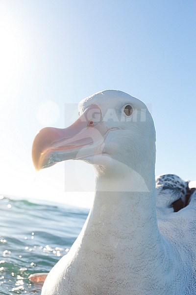 Gibson's Albatross (Diomedea gibbon) swimming at sea off Kaikoura, New Zealand. stock-image by Agami/Marc Guyt,