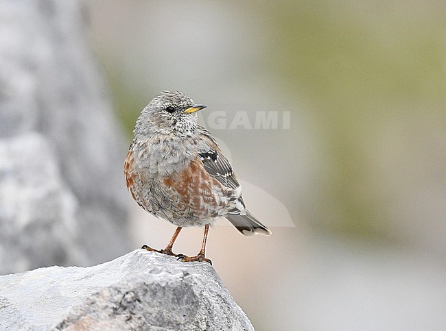First-winter Alpine Accentor (Prunella collaris) during late summer or early autumn in Spain. stock-image by Agami/Laurens Steijn,