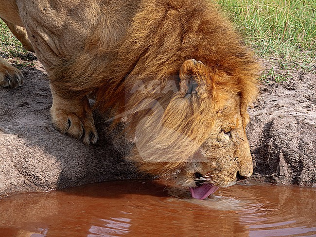 Lion, Panthera Lion. Male drinking stock-image by Agami/Hans Germeraad,