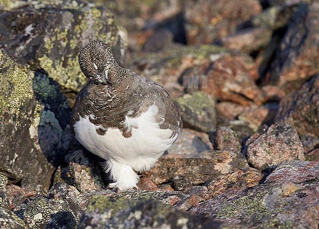 Vrouwtje Alpensneeuwhoen in zomerkleed, Female Rock Ptarmigan in summerplumage stock-image by Agami/Markus Varesvuo,