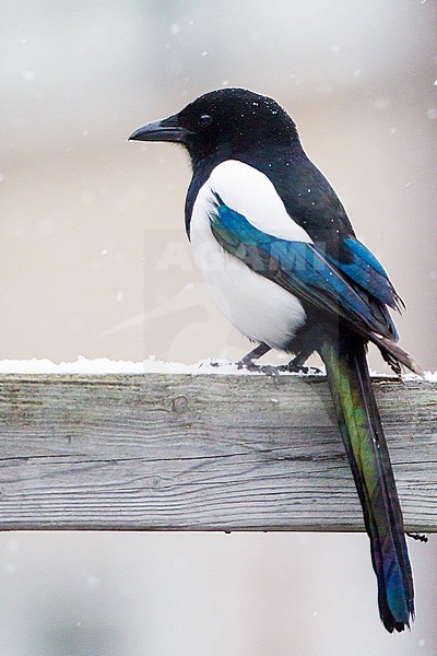 Eurasian Magpie (Pica pica) perched on garden fence during  snowfall stock-image by Agami/Menno van Duijn,