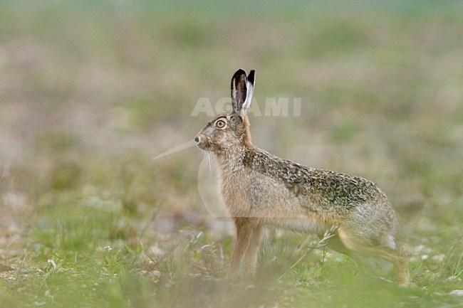 Alerte Europese Haas; Disturbed European Hare stock-image by Agami/Ran Schols,