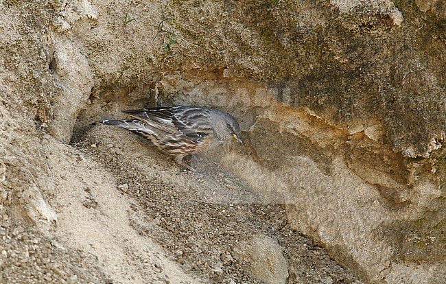 Spring vagrant Alpine Accentor (Prunella collaris) at Hundested in Denmark. stock-image by Agami/Helge Sorensen,