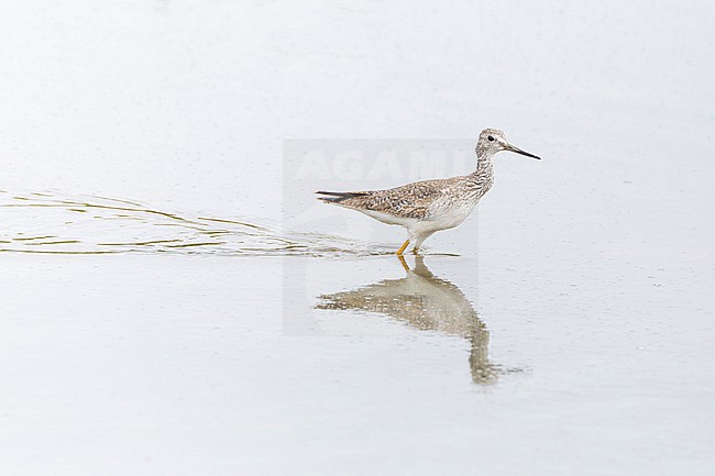 Greater Yellowlegs (Tringa melanoleuca) wading in the water stock-image by Agami/Roy de Haas,