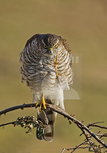 Eurasian sparrowhawk; Sperwer stock-image by Agami/Alain Ghignone,