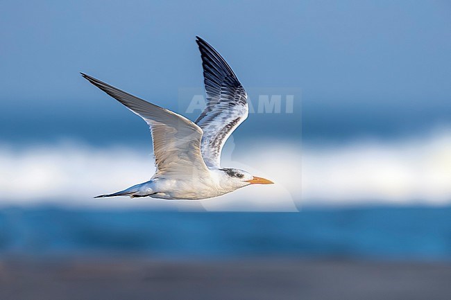 First winter American Royal Tern Thalasseus maximus) flying over the sea shore at dusk in Stone Harbor, North Wildwood near Cape May point, New Jersey, United States of America. stock-image by Agami/Vincent Legrand,