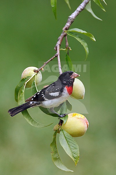 Adult male
Galveston Co., TX
April 2007 stock-image by Agami/Brian E Small,