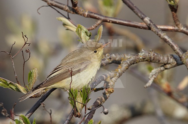 Spotvogel zittend op een takje; Icterine Warbler perched on a branch stock-image by Agami/Markus Varesvuo,