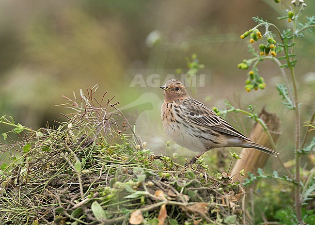 Summer plumage male Red-throated Pipit (Anthus cervinus) sitting in herbs in a field is a rare visitor in the Netherlands during migration in spring and autumn stock-image by Agami/Ran Schols,