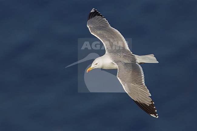 Geelpootmeeuw; Yellow-legged Gull; Larus michahellis stock-image by Agami/Daniele Occhiato,
