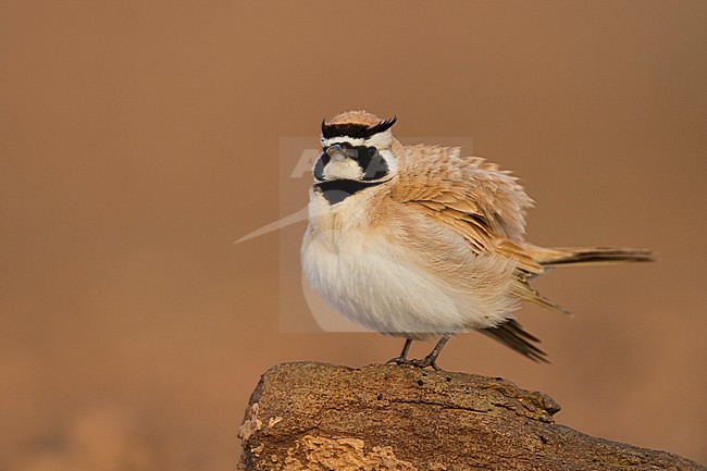 Temminck's Lark - Saharaohrenlerche - Eremophila bilopha, Morocco stock-image by Agami/Ralph Martin,