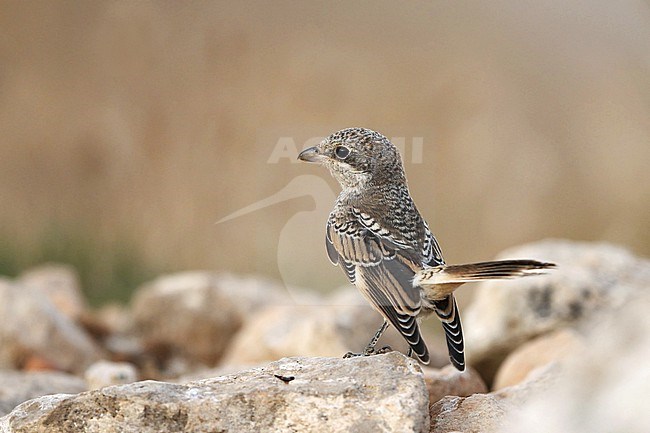 Woodchat Shrike, Lanius senator senator, juvenile at Castilla-La Mancha, Spain stock-image by Agami/Helge Sorensen,