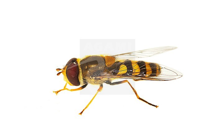 Syrphus ribesii, Common hover-fly stock-image by Agami/Wil Leurs,