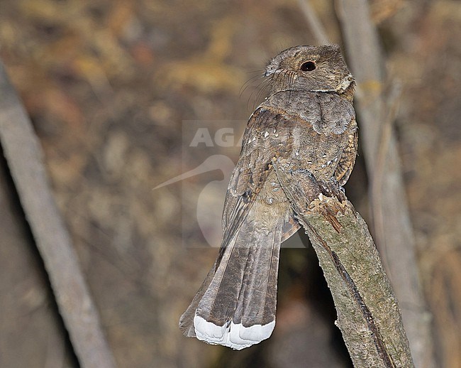 Eared Poorwill, Nyctiphrynus mcleodii, in Western Mexico. stock-image by Agami/Pete Morris,