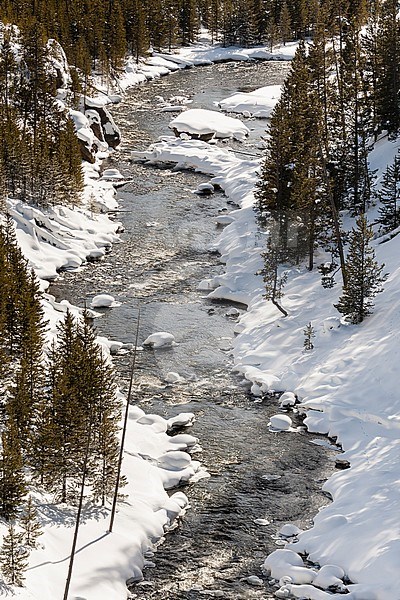 River in snow-covered Yellowstone National Park stock-image by Agami/Caroline Piek,