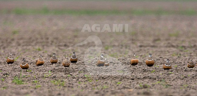 Eurasian Dotterel group flying during spring migrating, Morinelplevier group vliegend tijdens voorjaar doortrek boven een akker stock-image by Agami/Marc Guyt,
