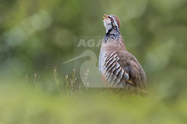 Calling male Red-legged Partridge (Alectoris rufa) in Italy. stock-image by Agami/Daniele Occhiato,