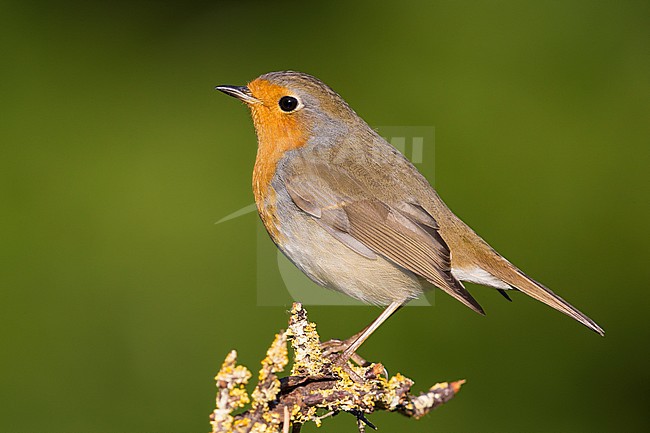 European Robin (Erithacus rubecula), adult perched on a branch stock-image by Agami/Saverio Gatto,