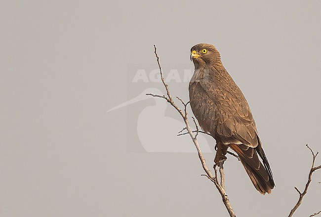 Grasshopper Buzzard (Butastur rufipennis) near Dindefelo, in the extreme south east of Senegal. stock-image by Agami/Eduard Sangster,