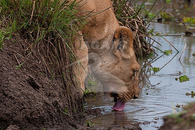 A lioness, Panthera leo, drinking. Masai Mara National Reserve, Kenya. stock-image by Agami/Sergio Pitamitz,