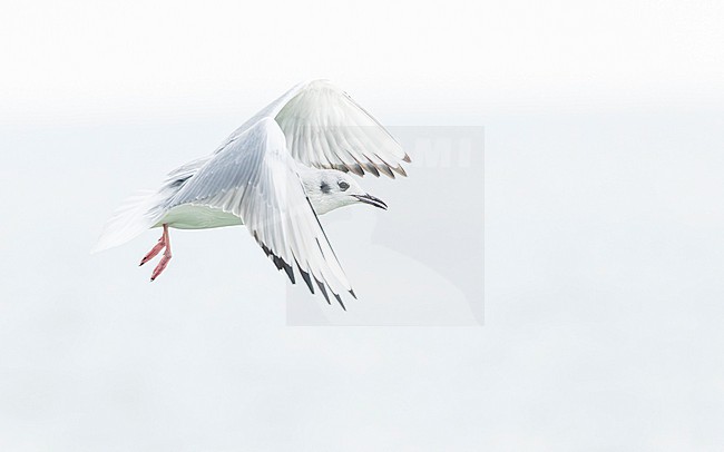 Bonaparte's gull (Chroicocephalus philadelphia) stock-image by Agami/Lennart Verheuvel,