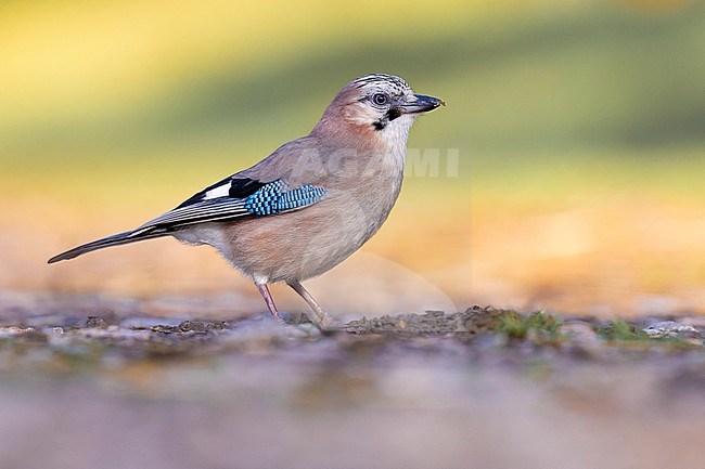 Eurasian Jay, Garrulus glandarius albipectus, in Italy. stock-image by Agami/Daniele Occhiato,