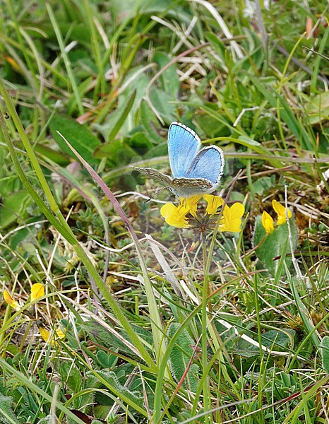 Adonis Blue (Lysandra bellargus), Martin Down, Hampshire, UK stock-image by Agami/Steve Gantlett,