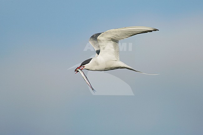 Noordse Stern in vlucht met visje, Arctic Tern in flight with fish stock-image by Agami/Menno van Duijn,
