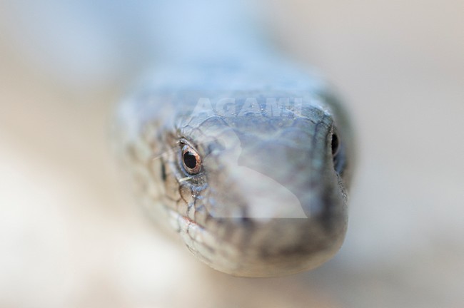 Close up van de kop van een Hazelworm, Closeup of the head of an European Green Lizard stock-image by Agami/Rob de Jong,