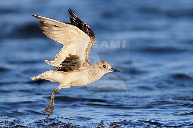 Grey Plover (Pluvialis squatarola), side view of an adult in winter plumage in flight, Campania, Italy stock-image by Agami/Saverio Gatto,