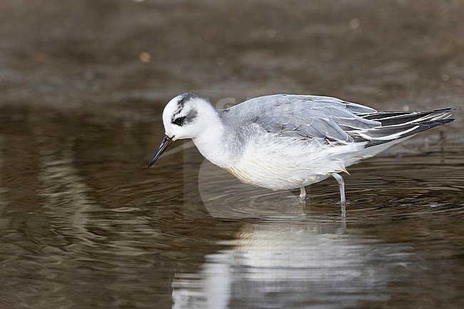 A Grey Phalarope (Phalaropus fulicarius) offers amazingly close-up views while foraging in the extensive brakkish creek system The Slufter on Texel island. stock-image by Agami/Jacob Garvelink,
