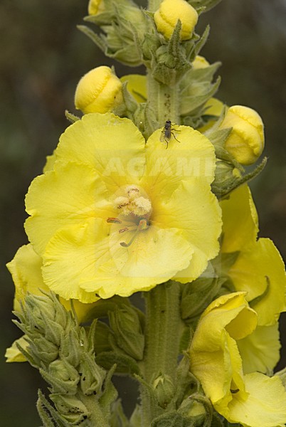 Flowering Mullein, Bloeiende Toorts stock-image by Agami/Wil Leurs,
