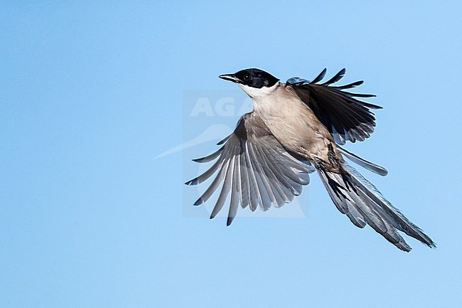 Iberian Magpie (Cyanopica cooki) in Extremadura, Spain stock-image by Agami/Marc Guyt,