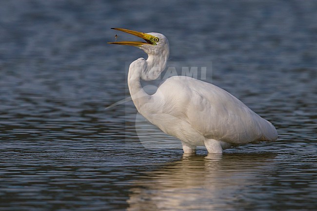 Grote Zilverreiger met prooi, Great Egret with prey stock-image by Agami/Daniele Occhiato,
