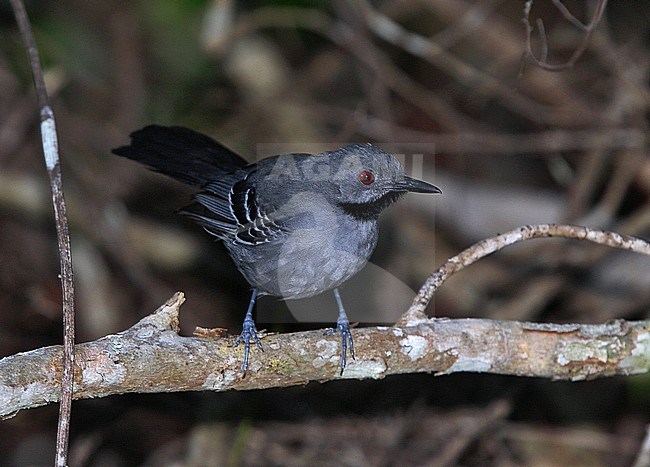 Male Slender Antbird (Rhopornis ardesiacus) a Brazilian endemic species of bird of the dry Atlantic Forests. stock-image by Agami/Andy & Gill Swash ,