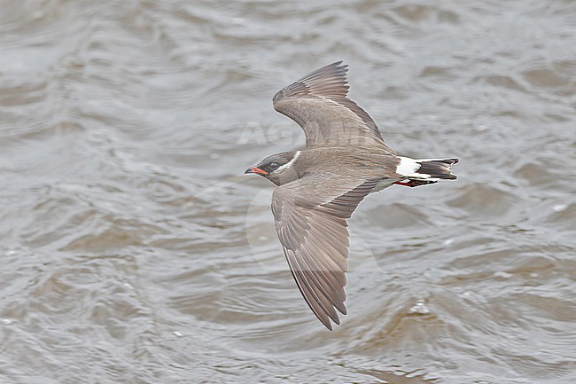 Rock pratincole, Glareola nuchalis nuchalis,  in Angola. stock-image by Agami/Pete Morris,