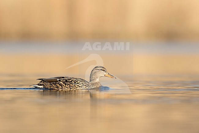 Eend; mallard; stock-image by Agami/Walter Soestbergen,