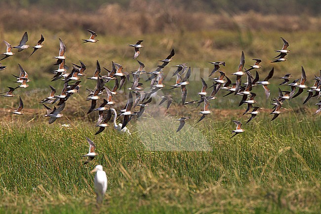 Huge flock of wintering Collared Pratincoles (Glareola pratincola) in flight in the Gambia. Flying low over rice paddies. stock-image by Agami/Harvey van Diek,