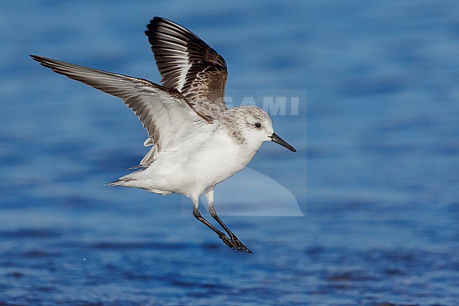 Saderling (Calidris alba), side view of an adult in winter plumage in flight, Campania, Italy stock-image by Agami/Saverio Gatto,