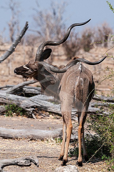 Portrait of a male greater kudu, Tragelaphus strepsiceros, scratching its back. Chobe National Park, Botswana. stock-image by Agami/Sergio Pitamitz,